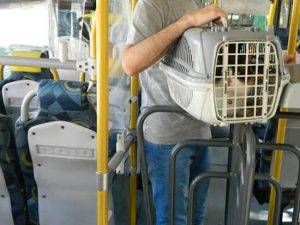 Direitos no transporte público - Os pets podem ser levados nos ônibus